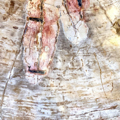 petrified wood coffee table with lucite legs